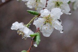 20150404スモモ の花 (3)