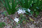 20150407 ハナニラ	花韮	Ipheion uniflorum	3～4月