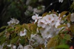 20150407シダレザクラ	枝垂桜	Cerasus spachiana 	3～4月