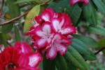 シャクナゲ	石楠花	Rhododendron sp.	 4～5月