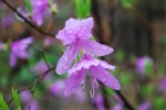 コバノミツバツツジ	小葉の三葉躑躅	Rhododendron reticulatum	3～4月