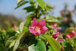 カリン	榠樝	Chaenomeles sinensis	4～5月