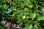 キジムシロ	雉莚	Potentilla fragarioides var. major	4～8月