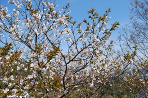 20150409晴れた日は遊歩道 サクラ (7)