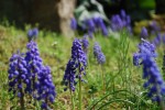 ムスカリ		Muscari sp.	3～4月