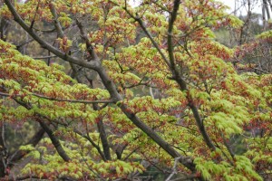 20150413カエデの花 (3)