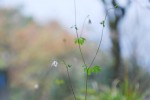 20150416ヒメウズ	姫烏頭	Semiaquilegia adoxoides	4～5月