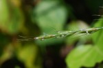 アオカモジグサ	青髢草	Elymus racemifer	6～7月