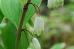 20150423アマドコロ	甘野老	Polygonatum odoratum var. pluriflorum	4～5月