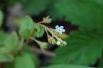 キュウリグサ	胡瓜草	Trigonotis peduncularis	3～5月