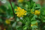 コメツブツメクサ	米粒詰草	Trifolium dubium	5～7月