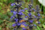 セイヨウジュウニヒトエ	西洋十二単	Ajuga reptans	4～6月