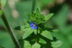 タチイヌノフグリ	立犬の陰嚢	Veronica arvensis	4～6月