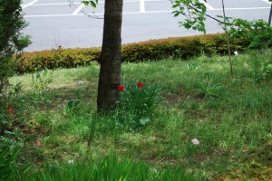 20150423春の草花 チューリップ (1)