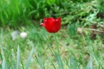 チューリップ		Tulipa cv.	4～6月