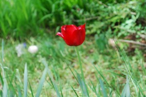 20150423春の草花 チューリップ (2)