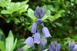 ツリガネズイセン	釣鐘水仙	Hyacinthoides hispanica	4～5月