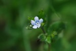 ハナイバナ	葉内花	Bothriospermum tenellum	3～11月