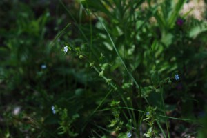 20150423春の草花 ハナイバナ (3)