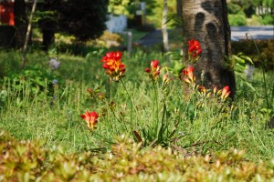 20150423春の草花 フリージア (2)