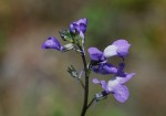 マツバウンラン	松葉海蘭	uttallanthus canadensis	4～6月