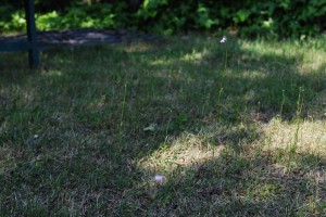 20150423春の草花 マツバウンラン (3)