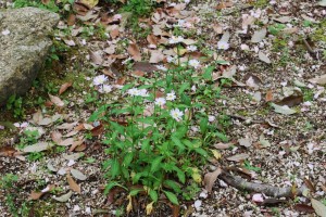 20150423春の草花 ミヤコワスレ (2)