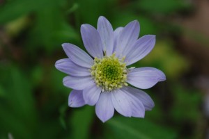 20150423春の草花 ミヤコワスレ (3)