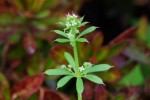 20150423ヤエムグラ	八重葎	Galium spurium L. var. echinospermon	5～6月