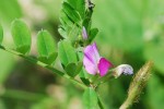 20150423ヤハズエンドウ／カラスノエンドウ	矢筈豌豆、烏野豌豆	Vicia sativa subsp. nigra 	3～6月