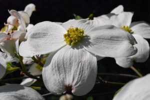 20150424春の樹木の花 ハナミズキ  (1)