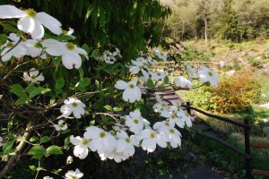 20150424春の樹木の花 ハナミズキ  (2)