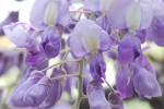 フジ	藤	Wisteria floribunda	5月