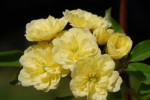 モッコウバラ（キモッコウ）	木香薔薇	Rosa bankusiae lutea	4～5月