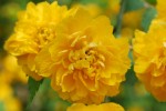 ヤエヤマブキ	八重山吹	Kerria japonica form. plena	4月