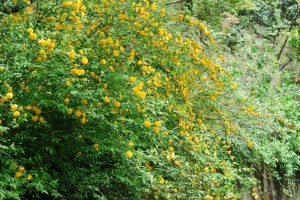 20150424春の樹木の花 ヤエヤマブキ (2)