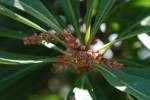 ヤマモモ	山桃（雄花）	Myrica rubra	3～4月