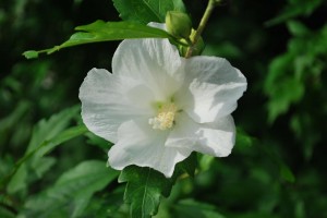 20140719ムクゲの花-1