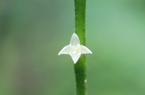 20140809ギンミズヒキの花-3