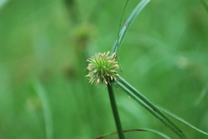 20140819ヒメクグの花-1