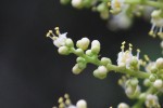 20140908ヌルデ	白膠木(雄花)	Rhus javanica L. var. chinensis	8～9月