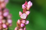 20140913イヌタデ	犬蓼	Persicaria longiseta	6～10月