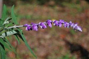 20141003アメジストセージの花-2