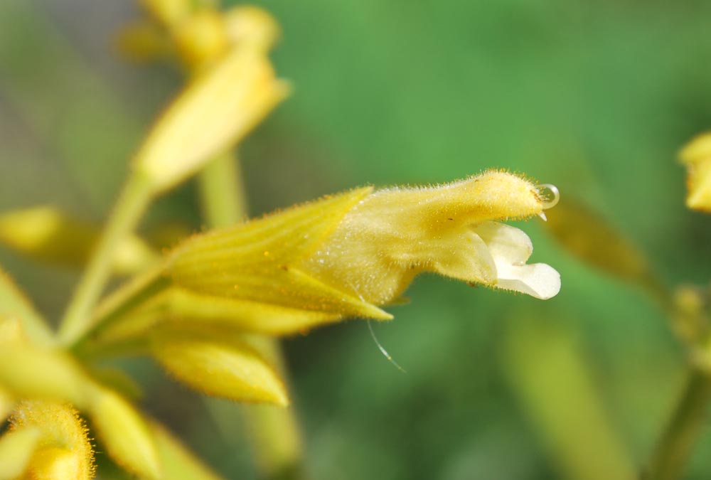 20141015サルビア・マドレンシスの花-2