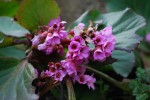 ヒマラヤユキノシタ		Bergenia stracheyi	2～5月