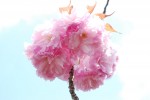 20150416サクラ‘カンザン’	桜‘関山’	Cerasus lannesiana‘Sekiyama’	4～5月