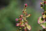 スイバ	酸葉(雌花)	Rumex acetosa	5～8月