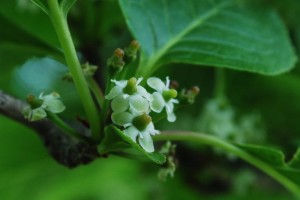 20150513アオハダ(青膚)雌花 (7)