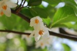 20150513エゴノキ		Styrax japonica	5～6月