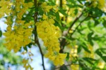 キングサリ	金鎖	 Laburnum anagyroides	5～6月